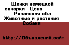 Щенки немецкой .овчарки › Цена ­ 12 000 - Рязанская обл. Животные и растения » Собаки   